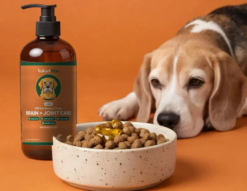 A senior beagle beside a bowl of kibble topped with oil and a bottle of Yukari Pets Brain + Joint Care oil